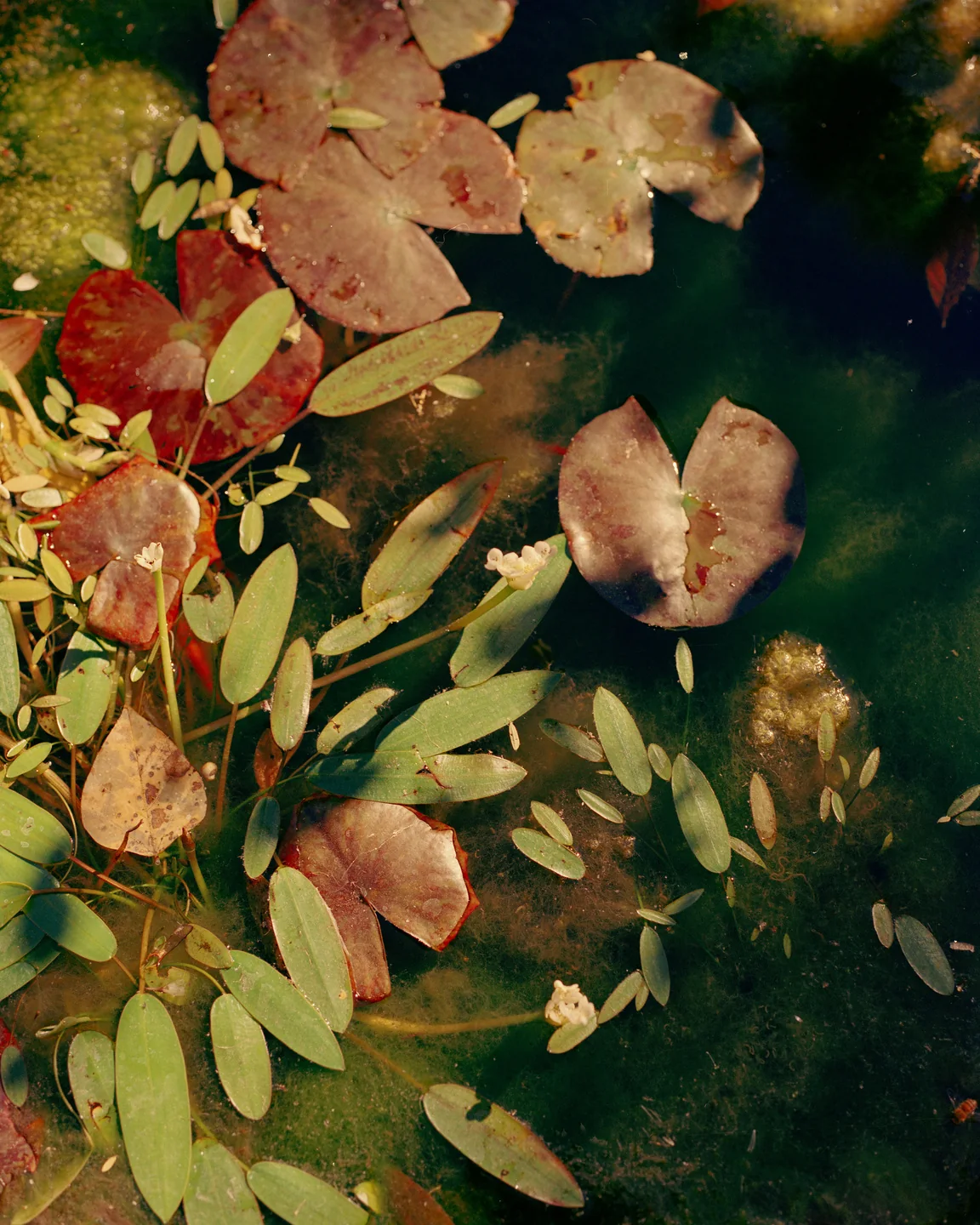Red lily pads floating in dark water